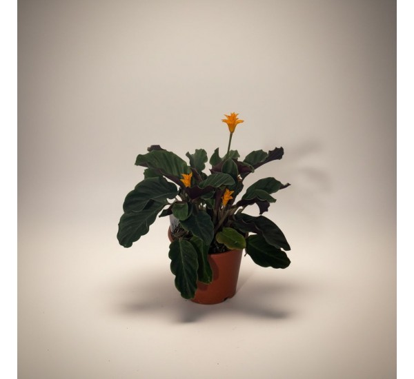 Calathea Crocata – Dua Çiçeği